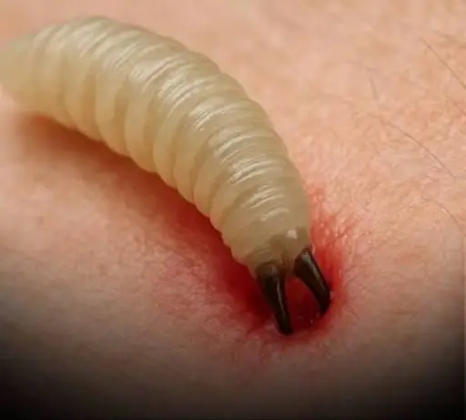 Screwworm